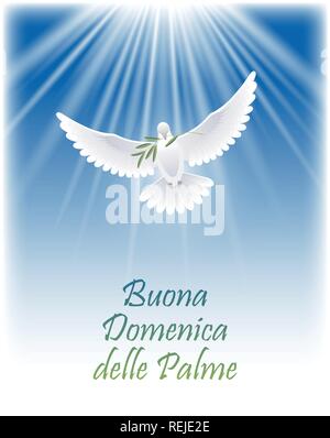 Happy Palm Sunday in Italian. Greeting card with white flying dove and olive branch. Vector illustration. Stock Vector