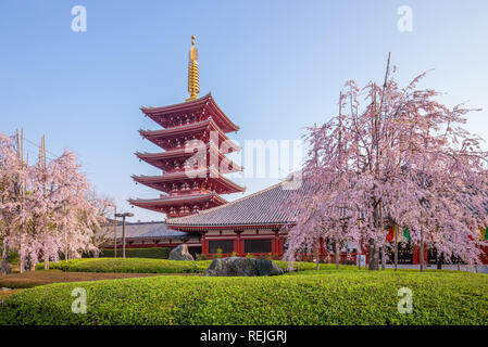 Gojunoto tower with cherry blossom in sensoji Tokyo Stock Photo