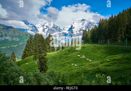 Swiss Alps landscape panorama with green nature and snowy mountains. Taken from Grütschalp - Mürren train, above Lauterbrunnen valley, Switzerland Stock Photo