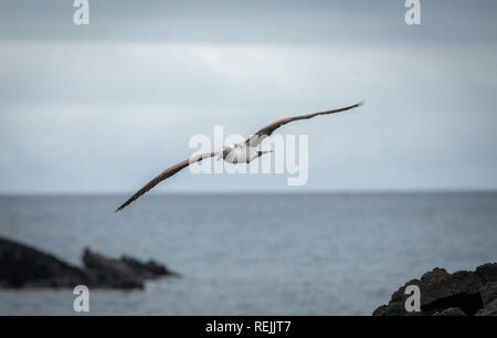 Blue-Footed Booby in flight in Galapagos. Stock Photo