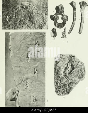 . The coal measures Amphibia of North America. Amphibians, Fossil; Paleontology; Paleontology. 1. Type specimen of Erpetosaurus sculptitis Moodie, from the Cannelton Shales of Pennsyl- vania. Original in the Ul Chicago, Walker Museum.  '. Skeletal element &lt;iet., from the Pittsburgh Red Shale at Pitcairn. Pennsylvania, &lt;; marly complete vertebra; b and c=ribs; ,/ pkiiroeentrum: f=neural arch and spine. Originals in the Carnegie Museum at Pitts'- Case. 3. Photograph of amphibian footprints, Drotitopus aduneus Branson, from the .Mississippian shales of Giles County. Virginia. X %. Courtesy  Stock Photo