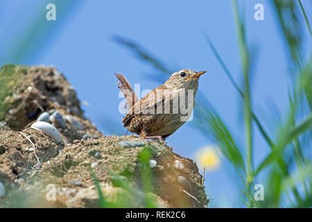 Wren (Trogulates trogulates). Iona. June Stock Photo