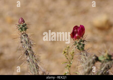 Macro of Pencil cholla (Cylindropuntia species) in bloom with red flower Stock Photo