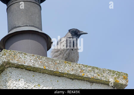 Hooded Crow (Corvus corone cornix). Sitting on a house chimney stack. The Isle of Iona. The Inner​ Hebrides, Argyll and Bute. West coast of Scotland. Stock Photo