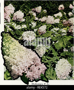 . C. M. Hobbs &amp; Sons Incorporated. Nurseries Horticulture Catalogs; Evergreens Catalogs; Fruit trees Catalogs; Climbing plants Catalogs; Shrubs Catalogs; Vegetables Catalogs. Hydrangea P. G. Tartarian Honeysuckle L. morrowi (Mor- row Honeysuck- le). 8 to 10 ft. A shrub with wide spreading branches begin- ning low to the ground with dark green oval leaves and creamy white flowers in spring followed by bright red berries. L. tatarica rosea. (Pink.) Bright pink flowers in April with fresh green rounded foliage. Grows to 10 or 12 feet tall making it an excellent plant for screening out tall ob Stock Photo