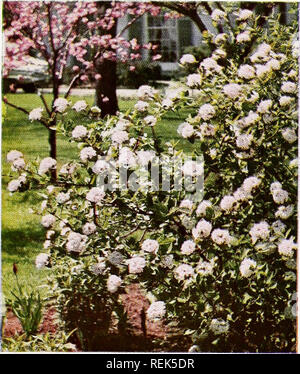Red Berries Of Viburnum Opulus Dwarf European Cranberrybush Cranberry Tree Suzanne S Garden Mayenne Department Pays De La Loire Fr Stock Photo Alamy