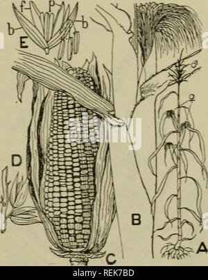 . The classification of flowering plants. Plants. GRAMINEAE 237 Tribe 1. Maydeae. 7 genera, tropical to subtropical. Zea Mays (Maize) (figs. 110, 113, F), much cultivated in the warmer parts of the earth, probably a native of tropical America, but not known in the wild state. A tall annual, with large broad leaves and a terminal panicle of numerous male spikes; female spikes in the leaf-axils subtended by numerous large bracts and grown together into a solid axis bearing double rows of flowers, the whole forming the coh the long slender styles project in a tuft from the top of the young cob.  Stock Photo