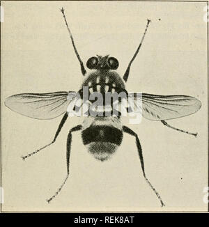 . Class book of economic entomology. Insects, Injurious and beneficial. [from old catalog]; Insects; Insects. CLASSIFICATION AND DESCRIPTION OF COMMON INSECTS 257 The Ox Warble Fly {Hypoderma bovis DeG.).—This bot-fly is also European and is found in several provinces of Canada and in several states. It is more dreaded by cattle than lineatum, and causes much panic due largely to the insect's persistence and manner of egg-laying. More robust than H. lineatum. Body hairs yellow, except those on scutellum and base of abdomen which are yellowish-white, and at apex. Fig. 163.—The ox warble fly {Hy Stock Photo