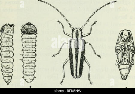 Quinces Insects Round-headed Apple Tree Borer (Saperda candida) Insecta Stock Photo - Alamy