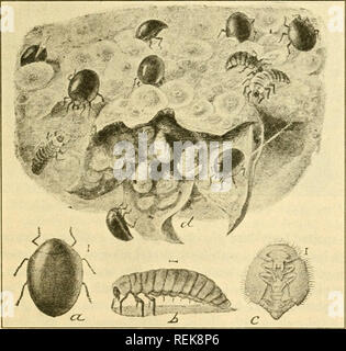 . Class book of economic entomology, with special reference to the economic insects of the northern United States and Canada. Beneficial insects; Insect pests; Insects; Insects. Fig. 188.—Lady-bird beetles: a. a 2-spotted lady-beetle (Adalia bipunctata); b, the convergent lady-beetle {Hippodamia convergens); c, the g-spotted lady- beetle (Coccinella g-notata); d, twice-stabbed lady-bird (Chilocorus bivulnertis); e, the 5-spotted lady-beetle (C s-notata). (After Briilon.). Fig. 189.—Penlilia misella LeC: a, beetle; h, larva; c, pupa; d, blossom end of scale infested pear, showing beetles and th