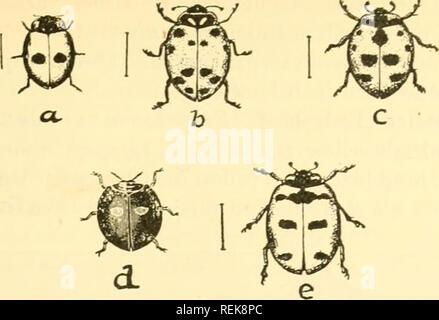 . Class book of economic entomology, with special reference to the economic insects of the northern United States and Canada. Beneficial insects; Insect pests; Insects; Insects. CLASSIFICATION AND DESCRIPTION OF COMMON INSECTS 289. Fig. 188.—Lady-bird beetles: a. a 2-spotted lady-beetle (Adalia bipunctata); b, the convergent lady-beetle {Hippodamia convergens); c, the g-spotted lady- beetle (Coccinella g-notata); d, twice-stabbed lady-bird (Chilocorus bivulnertis); e, the 5-spotted lady-beetle (C s-notata). (After Briilon.). Please note that these images are extracted from scanned page images 