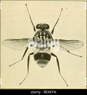 . Class book of economic entomology, with special reference to the economic insects of the northern United States and Canada. Beneficial insects; Insect pests; Insects; Insects. CLASSIFICATION AND DESCRIPTION OF COMMON INSECTS 257 The Ox Warble Fly {Hypoderma bovis DeG.).—This bot-fly is also European and is found in several provinces of Canada and in several states. It is more dreaded by cattle than lineaium, and causes much panic due largely to the insect's persistence and manner of egg-laying. More robust than H. lineatum. Body hairs yellow, except those on scutellum and base of abdomen whi Stock Photo