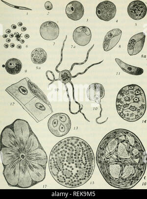 . Class book of economic entomology, with special reference to the economic insects of the northern United States and Canada. Beneficial insects; Insect pests; Insects; Insects. STRUCTURE, GROWTH AND ECONOMICS OF INSECTS 51. Fig. 43.—Life history of malaria parasite, Plasmodium preecox. i. Sporozoite, introduced by mosquito into human blood; the sporozoite becomes a schizont. 2. Young schizont, which enters a red blood corpuscle. 3. Young schizont in a red blood corpuscle. 4. Full-grown schizont, containing numerous granules of melanin. 5. Nuclear division preparatory to sporulation. 6. Spores Stock Photo