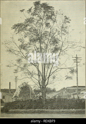 . Circular. Insects. 5 dence and many branches from which the leaves had fallen developed new clusters of fresh leaves. Two years later it was noticed that many of the lower branches which had suffered most from defoliation by the red spider were dead,. Fig. 2.—Kentucky coffee tree, showing partial defoliation by the red spider on lower branches; upper branches have put out new leaves. (Original.) without doubt owing to the attack of this insect. The accompanying illustration (fig. 2) was taken after the new leaves had become well [Cir. 104]. Please note that these images are extracted from sc Stock Photo