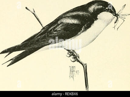 . Citizen bird: scenes from bird-life in plain English for beginners. Birds. 192 CITIZEN niUD The Tree Swallow (Or White-bellied Swallow) Length six inches. Upper parts sparkling green, with darker wings and tail, the latter but little forked. Under parts snow-white. A sweet, twittering song. Nests in the hollows of dead trees, usually in old Woodpeckers' holes, but occasionally in bird-boxes. Kggs pure white.. Tree Swallow. A good Citizen of the United States, but more shy than the Mar- tin and Barn Swallow; these two often return, year after year, to some favorite nesting place, but the Tree Stock Photo