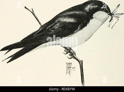 . Citizen bird. Scenes from bird-life in plain english for beginners. 192 CITIZEN BIRD The Tree Swallow (Or White-bellied Swallow) Length six inches. Upper parts sparkling green, with darker wings and tail, the latter but little forked. Under parts snow-white. A sweet, twittering song. Nests in the hollows of dead trees, nsually in old Woodpeckers' holes, but occasionally in bird-boxes. Eggs pure white.. Trek Swallow, A good Citizen of the United States, but more shy than the Mar- tin and Barn Swallow; these two often return, year after year, to some favorite nesting place, but the Tree Swallo Stock Photo