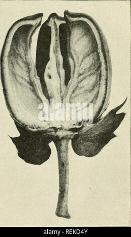 . Circular. Agriculture; Agriculture -- United States. SUPERNUMERARY CARPELS IN COTTON BOLLS.1 By Rowland M. Meade, Scientific Assistant, Crop Acclimatization and Adaptation Investigations. DISCOVERY OF THE ABNORMALITY. An examination of a large number of bolls from several varieties of cotton grown at Lanham, Md., in 190S, revealed an interesting abnor- mality. An early frost had destroyed the leaves, but the stalks and bolls were in the normal green condition. Many bolls had reached maturity, but none had opened naturally, so it was necessary to make all observations in artificially opened b Stock Photo