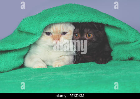 Two cute little kittens  peeking out from under the soft warm green blanket Stock Photo