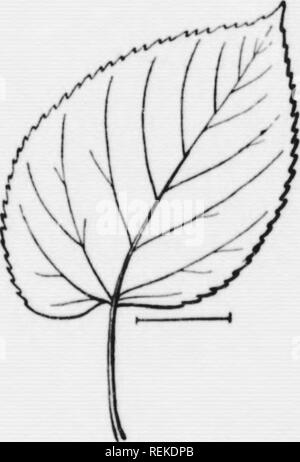 . Illustrated key to the wild and commonly cultivated trees of the northeastern United States and adjacent Canada [microform] : based primarily upon leaf characters. Trees; Trees; Arbres; Arbres. Fig. 261. Southern Basswood. Fig. 262. White Basswood.. Please note that these images are extracted from scanned page images that may have been digitally enhanced for readability - coloration and appearance of these illustrations may not perfectly resemble the original work.. Collins, J. Franklin (James Franklin), 1863-1940; Preston, Howard W. (Howard Willis), 1859-1936. Toronto : McClelland and Goodc Stock Photo