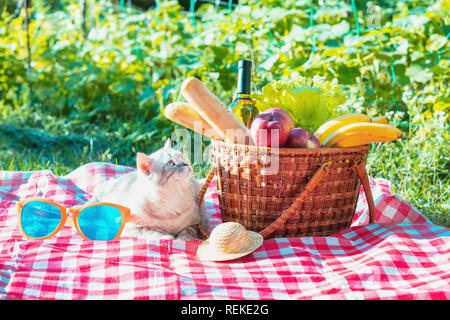 The cat is sitting on a blanket near a picnic basket in the summer Stock Photo