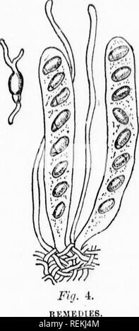 . Spraying for the prevention of fungous diseases [microform]. Fruit; Fruit-culture; Potatoes; Fruits; Arboriculture fruitiFre; Pomme de terre. 8U the piovioim conviction that the black l&lt;not wo have a funguH poronnial in itH chaructor. ami won.lci-ruily proviclea with inoih.xlH ot nporo lorma- tion for tl.o rapid Hi.i'oading of I ho mahuly at all soaHotn of tho yo:ir.&quot; This poHt is known to atta&lt;'k at, least eight npecics of tho genim primus —plum and cherry family. The appcaronco of the knot varioH somewhat among the various species, but, as Dr. Ilalsted points out, &quot; it has  Stock Photo