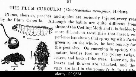 . Spraying for the prevention of fungous diseases [microform]. Fruit; Fruit-culture; Potatoes; Fruits; Arboriculture fruitiFre; Pomme de terre. year. green is, on the wholo, ibo best remedy for this pest also. On emerging in sprin-, the gUlIlT, ;^S^ &quot;'^^&quot;'â &quot; ''&quot;^tles feed on the yo.n.i. twi^s y-mUm WM I&quot;^^'''' ^&quot;'^ ^''^' Â°f tlie trees. Later on, the â¢^^^Cr** N^m '^'^^e*^ and flowers are attacked, and the eggs are laid in the young fn.it, iâ a little larvi l,.,t,&gt;Ho= 1 .i u ^'''^' *&quot;&quot;' &quot;&quot;^ ^^ ^^^ &quot;'0^''''etle. The at on The :'r^' ^'& Stock Photo