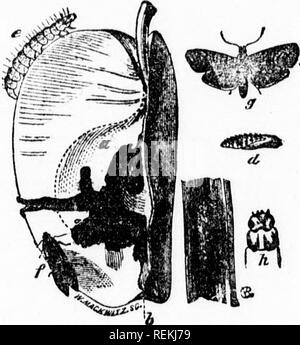 . Spraying for the prevention of fungous diseases [microform]. Fruit; Fruit-culture; Potatoes; Fruits; Arboriculture fruitiFre; Pomme de terre. m lor li&lt;iui(l applications. Suitable bellows and pumps can now be obtained IroMi most of our Canadian seedsmen. Such make-shift contrivances as ordinary watering cans, whisks, wisps of hay, or bunches of leaves, which &quot;are frequently used, actually cost far more in wasted time and materials than would pay for the best special instruments ; added to which, when such work is done, it is neither so satisfactory nor so ciTectivt*. TiiK CODLING MOT Stock Photo