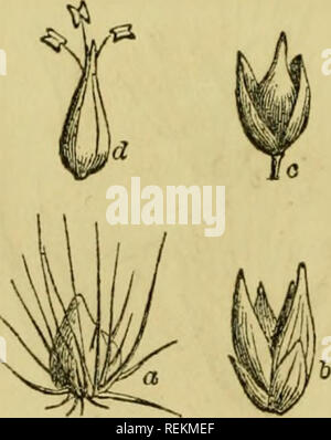 . Class-book of botany: being outlines of the structure, physiology and classification of plants; with a flora of the United States and Canada. Botany; Plants; Plants. . Please note that these images are extracted from scanned page images that may have been digitally enhanced for readability - coloration and appearance of these illustrations may not perfectly resemble the original work.. Wood, Alphonso, 1810-1881. New York, A. S. Barnes &amp; Burr Stock Photo