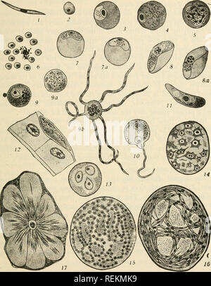 . Class book of economic entomology. Insects, Injurious and beneficial. [from old catalog]; Insects; Insects. STRUCTURE, GROWTH AND ECONOMICS OF INSECTS 51. Fig. 43.—Life history of malaria parasite, Plasmodium prcBcox. i. Sporozoite, introduced by mosquito into human blood; the sporozoite becomes a schizont. 2. Young schizont, which enters a red blood corpuscle. 3. Young schizont in a red blood corpuscle. 4. Full-grown schizont, containing numerous granules of melanin. 5. Nuclear division preparatory to sporulation. 6. Spores, or merozoites, derived from a single mother-cell. 7. Young macroga Stock Photo