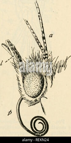 Nerve Cell Insect Anatomy of a nerve cell connected to other nerve cells Stock Photo - Alamy