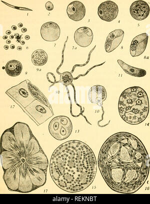 . Class book of economic entomology, with special reference to the economic insects of the northern United States and Canada. Beneficial insects; Insect pests; Insects; Insects. STRUCTURE, GROWTH AND ECONOMICS OF INSECTS 51. Fig. 43.—Life history of malaria parasite, Plasmodium prcecox. i. Sporozoite, introduced by mosquito into human blood; the sporozoite becomes a schizont. 2. Young schizont, ^hich enters a red blood corpuscle. 3. Young schizont in a red blood corpuscle. 4. Full-grown schizont, containing numerous granules of melanin. 5. Nuclear division preparatory to sporulation. 6. Spores Stock Photo