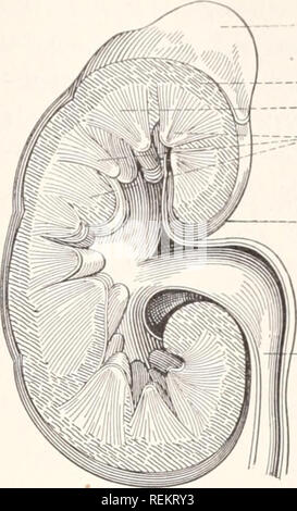 Label and Color a Diagram of the Kidney Using Listed Terms