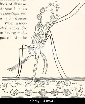 . A civic biology : presented in problems. Biology; Sanitation. THE ECONOMIC IMPORTANCE OF ANIMALS 217 THE RELATIONS OF ANIMALS TO DISEASE The Cause of Malaria. - The study of the life history and habits of the Protozoa has resulted in the finding of many parasitic forms, and the consequent expla- nation of some kinds of disease. One parasitic protozoan like an amoeba is called Plasmodium ma- la rice. It causes the disease known as malaria. When a mos- quito (the anopheles) sucks the blood from a person having mala- ria this parasite passes into the stomach of the mosquito: Af- ter completing  Stock Photo