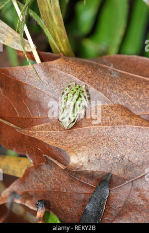 Tiny pacific tree frog (Pseudacris regilla or Hyla regilla) sitting on a leaf in Nisqually Wildlife Refuge, WA, USA; December 2018 Stock Photo