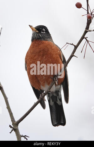 Turdus migratorius Stock Photo