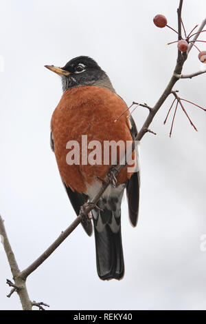 American robin Stock Photo