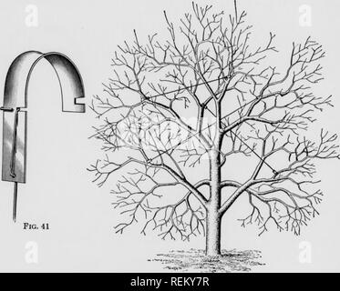 . Cirtus fruits under irragation. Citrus fruits; Fruit-culture. Fig. 42. Please note that these images are extracted from scanned page images that may have been digitally enhanced for readability - coloration and appearance of these illustrations may not perfectly resemble the original work.. Scranton : International Textbook Co. Stock Photo