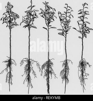 Cirtus fruits under irragation Citrus fruits Fruit-culture OA riTPTTC FRTTTTCi TTMnRP TPPTnATTOKT amp 91 the first year, the larger ones should be transplanted and the smaller ones left to grow for