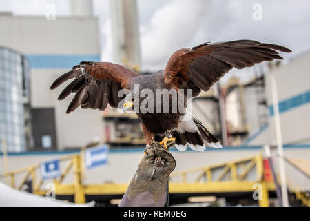The Netherlands, Rotterdam, Port, harbour. AVR, specialises in the processing of residual waste. Falconer with Harris's hawk (Parabuteo unicinctus) us Stock Photo