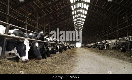 Cows feeding process on modern farm. Close up cow feeding on milk farm. Cow on dairy farm eating hay. Cowshed Stock Photo