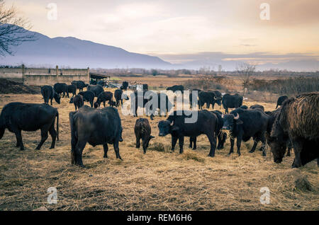 A drove of buffalo grazing in meadow near Kerkini lake. Stock Photo