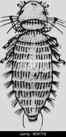 . Insectes nuisibles aux animaux de la ferme [microforme] : ravages, destruction, désinfection. Bétail; Insect pests; Livestock; Insectes nuisibles. I «rve de puf« Kro^«ie Pt inrve dans son nid. (D'aprèo Herrick). VOLAILLES 1.—L« pou des pouieg (Menopon pallidum). Pou broyeur blanchâtre ou jaunâtre. Fixe ses œufs aux hampes et barl.rs ,|,s phunes. Hunnditë, salet&lt;^, ehal. ur favorisent ^on prompt développement (' &quot;, } -•emaines). Démangeaisons d'abord faibles, puis violentes, suivies de la rhm. des plumes et du dcpérissement des victimes. Protection. 2.-Traiter avec des poudres in.se.t Stock Photo