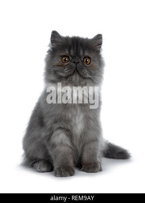 Cute black smoke Persian cat kitten, sitting up facing front Looking straight at camera with big round brown eyes. Isolated on white background. Tail Stock Photo