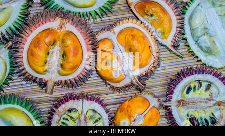 different variety of durian fruit that can be found in Borneo, Indonesia.; D. conatus, Durio kutejensis, Durio zibethinus, Durio oxleyanus, Durio dulc Stock Photo
