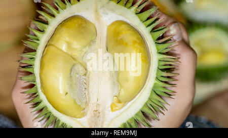 Durio oxleyanus, one of durian variety that grown in Borneo. it has yellow sweet thick flesh with strong smell Stock Photo