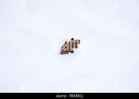 a lone dried brown oak leaf lies on the surface of the snow after a snowfall in Gatchina Park. Stock Photo