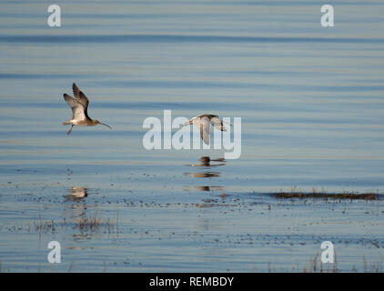 Two Curlew, Numenius arquata, flying low over water, Morecambe Bay, Lancashire, UK Stock Photo