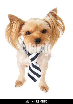 One cute Yorkshire Terrier wearing tie with black and white stripes isolated on white Stock Photo