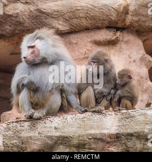 Hamadryas baboon (Papio hamadryas) Stock Photo