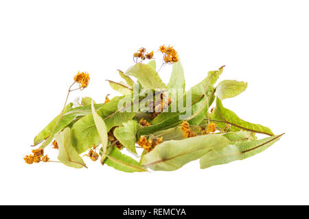 Linden flowers tree isolated on white background. Stock Photo